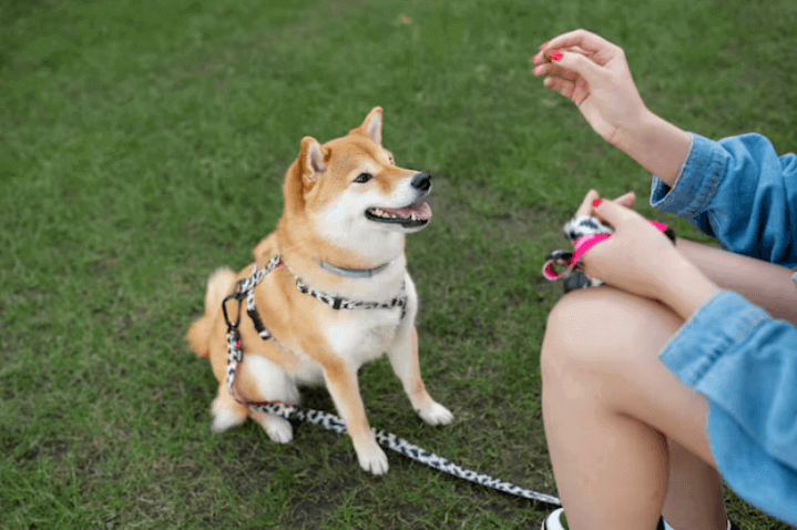 Benefits of Dog Collars