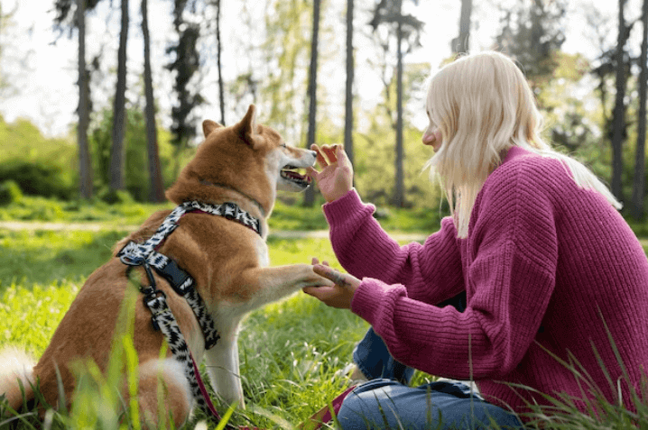 Best Dog Collars