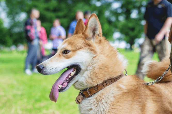 How to Put on a Dog Collar