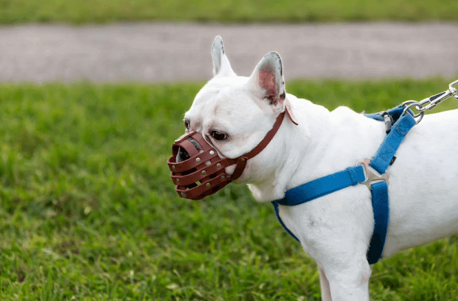 Choose the Best Dog Collar