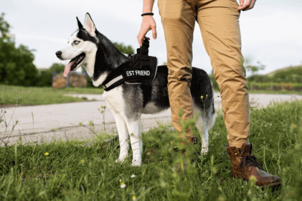 Harnesses & Leashes