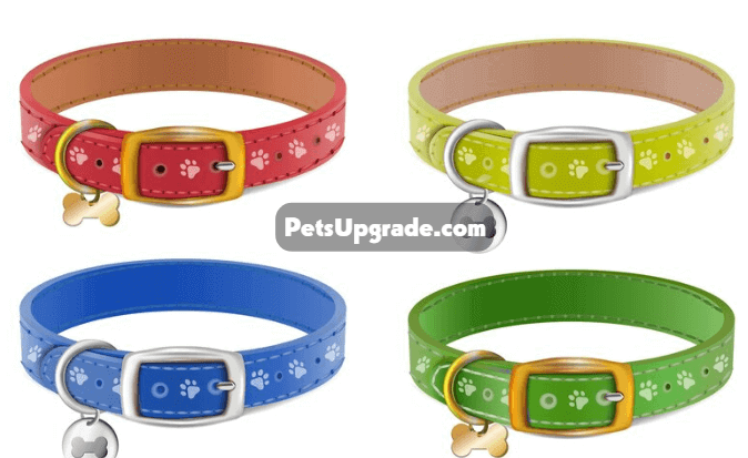 Types of Dog Collars