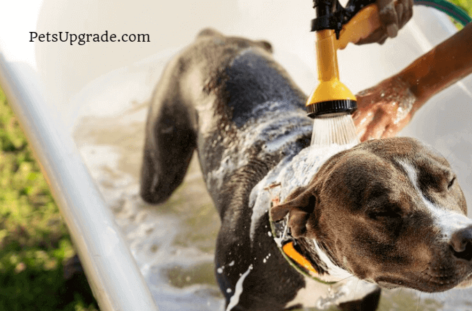 How to Wash Dog Collars