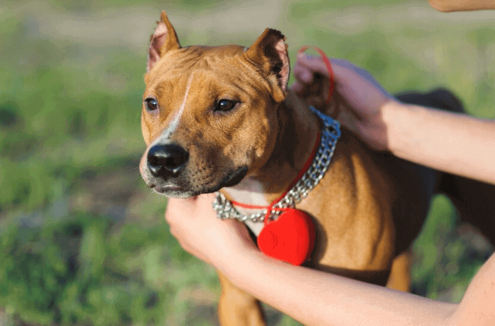 Personalized Dog Collars are Important