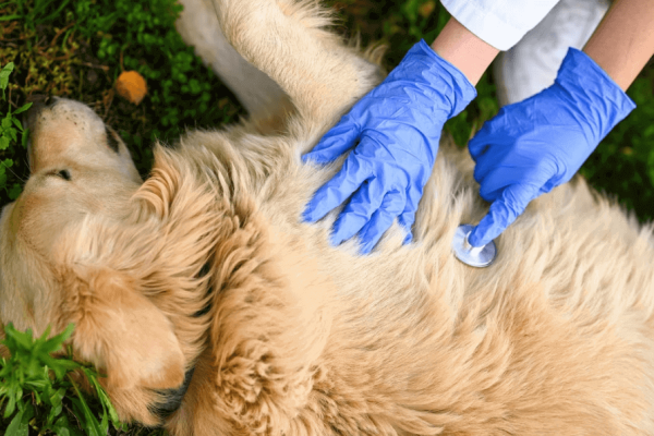 Cremation for pets near me