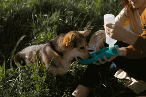 Pup-Approved Peanut Butter