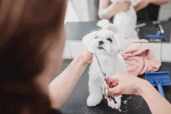 miami pet grooming