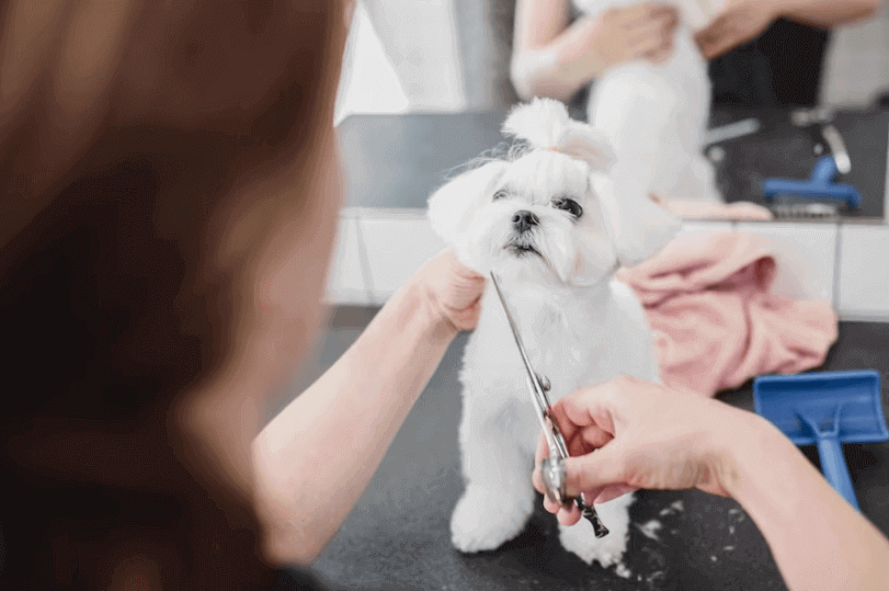 miami pet grooming