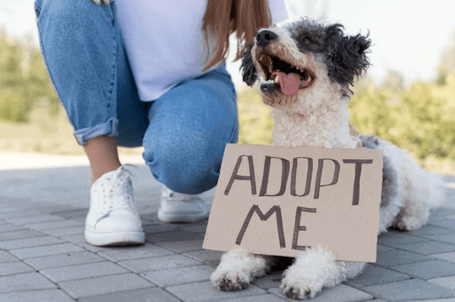 free adopt me pets