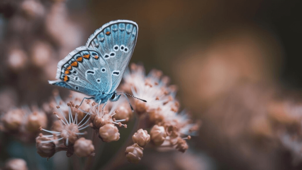 Blue Morpho Butterfly