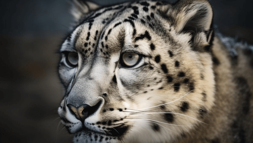 Snow Leopard