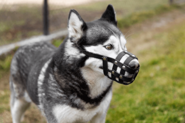 strongest dog shock collar